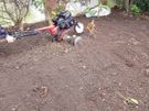 lawn care landscape and garden services Image 3