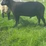 Purebred Registered Zwarbtle Ram Image 3
