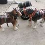 2 Shire Horses Image 2