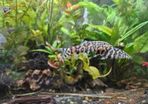 2 yoyo loaches