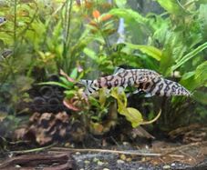 2 yoyo loaches