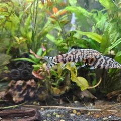 2 yoyo loaches