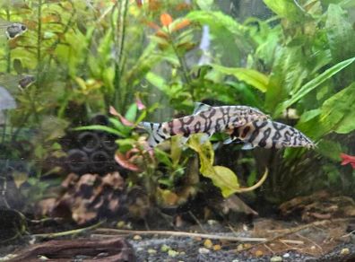 2 yoyo loaches