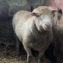 Pure bread Dorset ram , texal ram , breading ewes Image 4