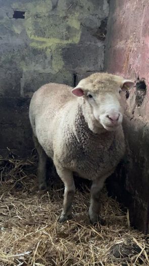 Pure bread Dorset ram , texal ram , breading ewes