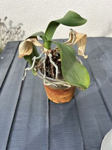 Free Orchid Needs Tlc