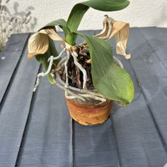 Free Orchid Needs Tlc