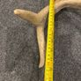Deer Antlers Image 10