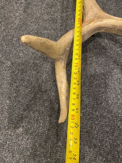 Deer Antlers