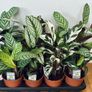 Calathea Compact Star in 14cm pot and 50cm in height Image 7