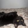 cat Image 2