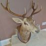Irish Red Deer head Image 3