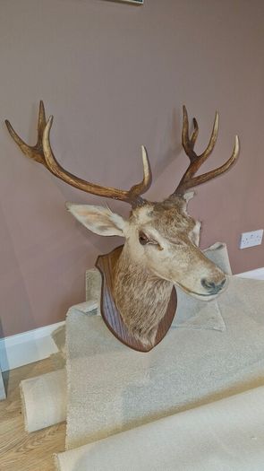 Irish Red Deer head