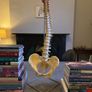 spine Model Image 4