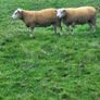 Charolais  x Texel rams for sale Image 3