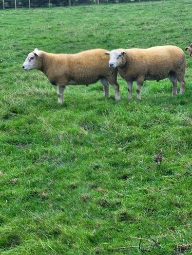 Charolais  x Texel rams for sale