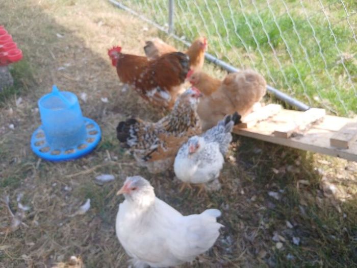 bantam hatching eggs