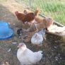bantam hatching eggs Image 5