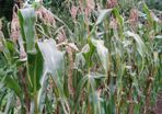 Popcorn 'Black Dakota' Irish Seeds