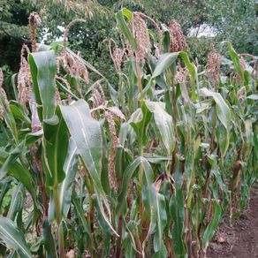 Popcorn 'Black Dakota' Irish Seeds