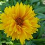 (C) Tickseed coreopsis Golden Globe seeds 0.1g (431953) Image 2