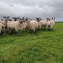 mule hoggets Image 5