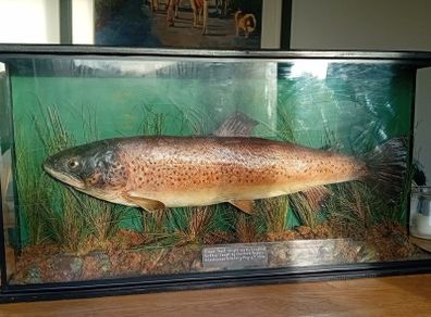 Killarney Trout Taxidermy