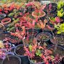 Plants Rhus Typhina / Staghorn sumac Image 2