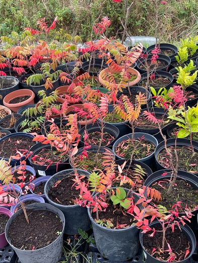 Plants Rhus Typhina / Staghorn sumac