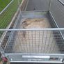 ifor williams trailer Image 6