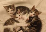 Kittens