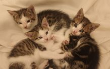 Kittens