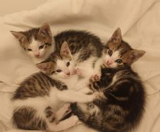Kittens
