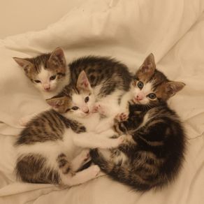 Kittens