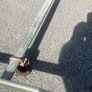 Vw Roof Bars Image 4