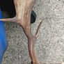 26" Stag's head Antlers Image 6
