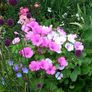 (L) Lavatera Seeds Mixed 1g (185363) Image 3