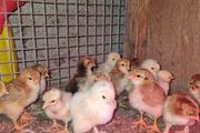chickens