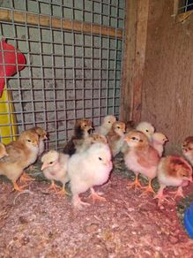 chickens