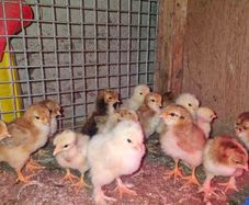 chickens