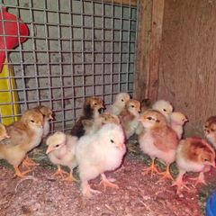 chickens