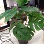 plant Image 2