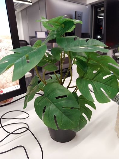 plant