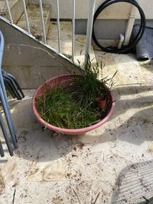 compost and extra large pot