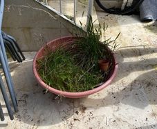 compost and extra large pot