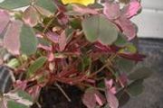 plants