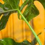 Monstera Albo Borsigiana #50 mature variegated plant Image 4