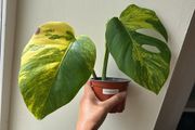 Monstera Aurea