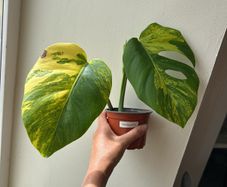 Monstera Aurea