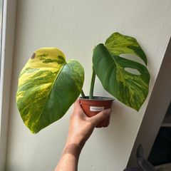 Monstera Aurea